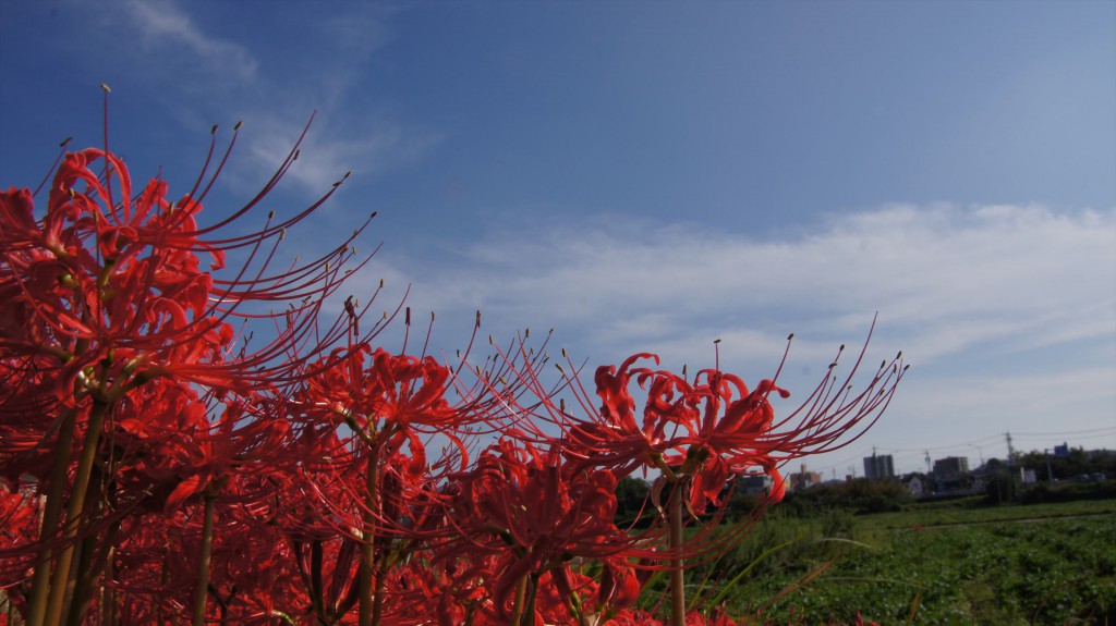 曼珠沙華